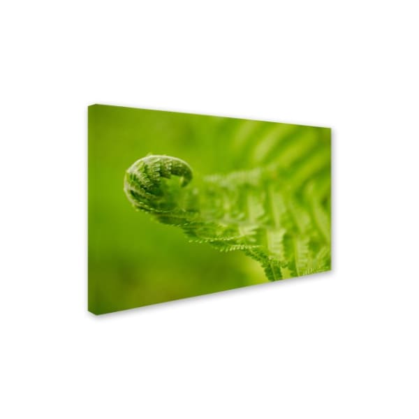 PIPA Fine Art 'Fern Curl' Canvas Art,30x47